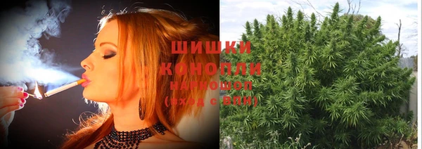 прущие грибы Новокубанск