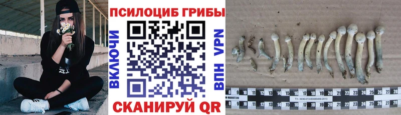 Купить где  Истра  Галлюциногенные грибы Psilocybine cubensis 